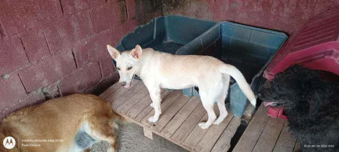 Cachorro ra a SRD idade 2 anos nome Merida Charme