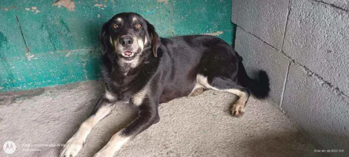 Cachorro ra a SRD idade 5 anos nome Thor Espetáculo 