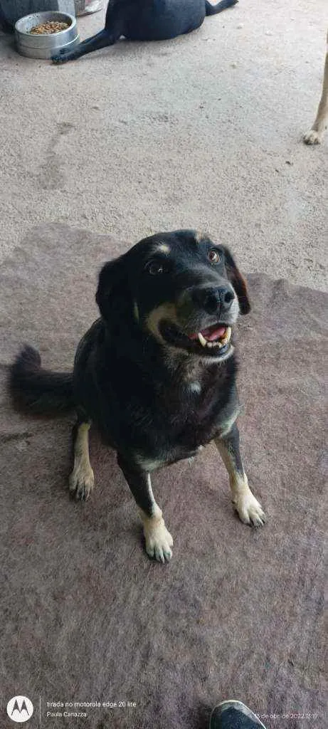 Cachorro ra a SRD idade 5 anos nome Thor Espetáculo 