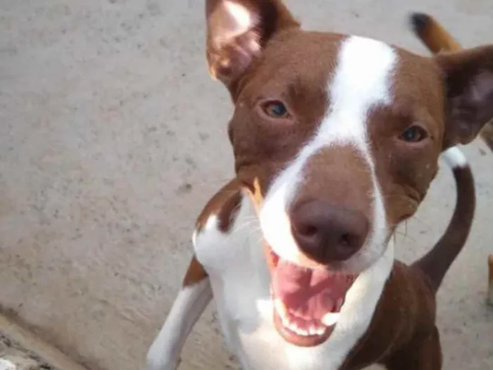 Cachorro raça SRD idade 3 anos nome Billy