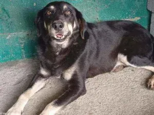 Cachorro raça SRD idade 5 anos nome Thor Espetáculo 