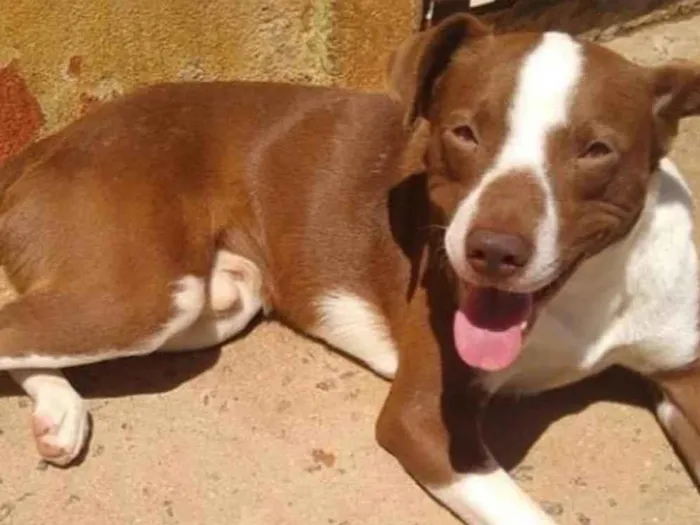 Cachorro raça SRD idade 3 anos nome Billy