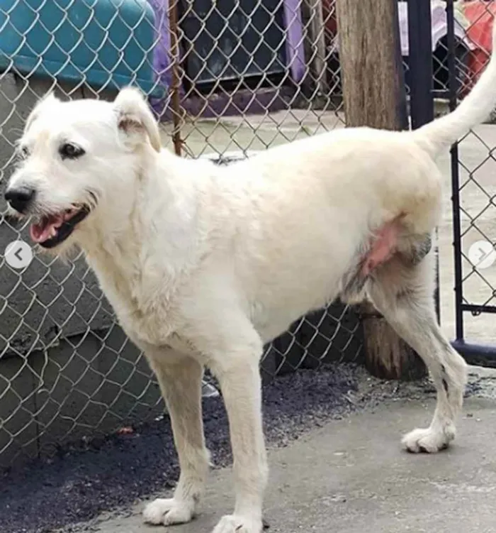 Cachorro ra a SRD idade 6 ou mais anos nome Bernado ( Especial )