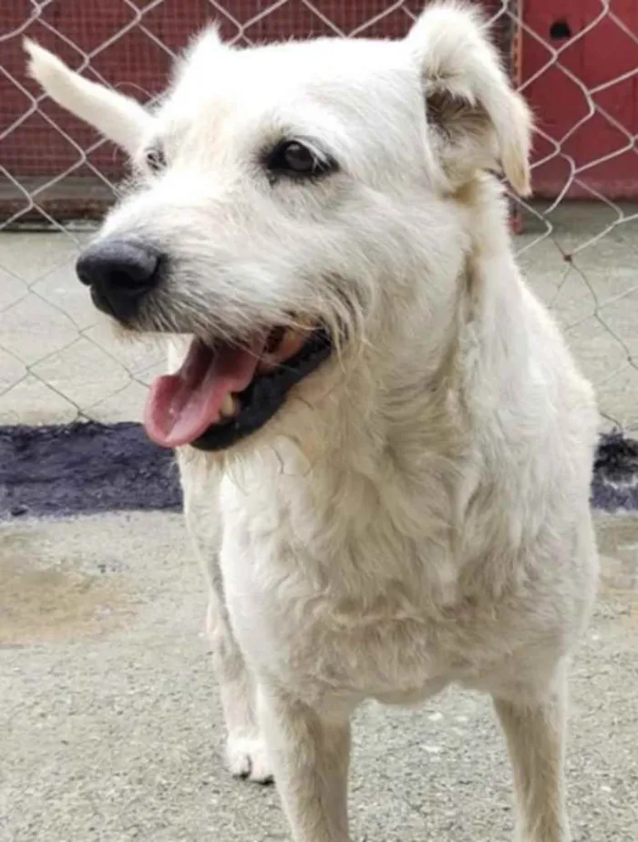 Cachorro ra a SRD idade 6 ou mais anos nome Bernado ( Especial )