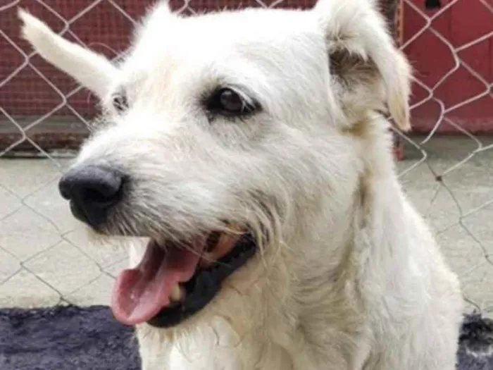 Cachorro ra a SRD idade 6 ou mais anos nome Bernado ( Especial )