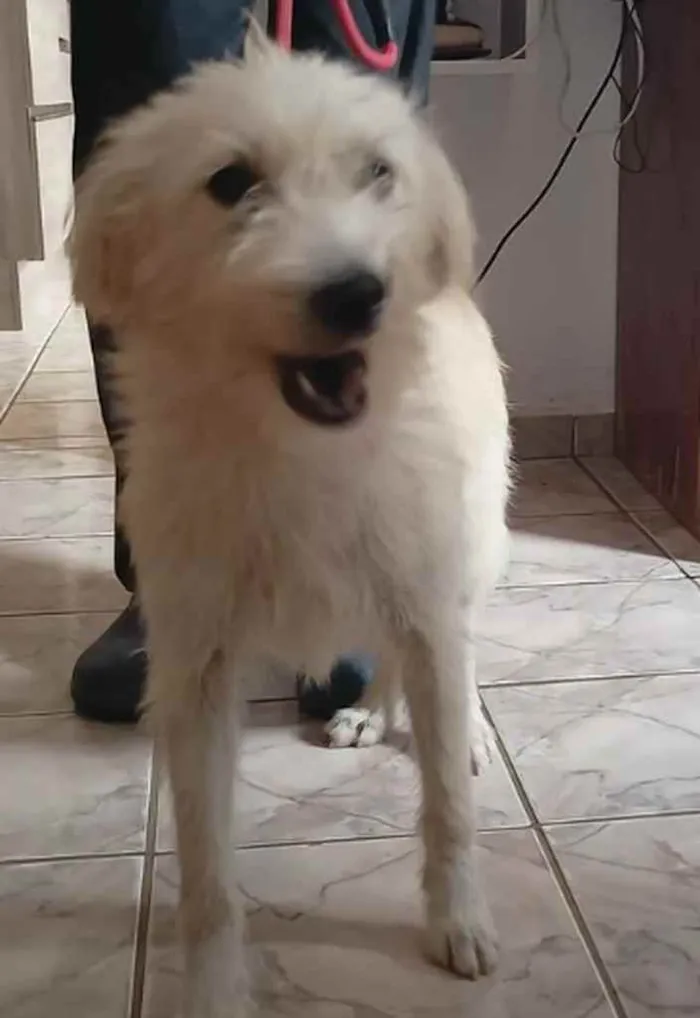 Cachorro raça SRD idade 7 a 11 meses nome Elvis - Filhote