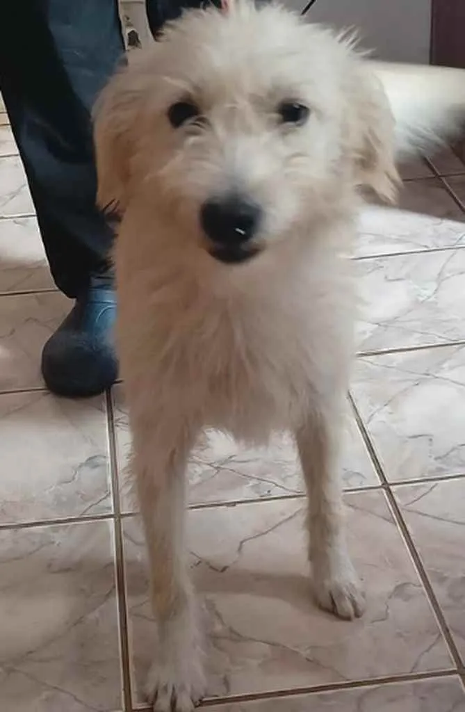 Cachorro raça SRD idade 7 a 11 meses nome Elvis - Filhote