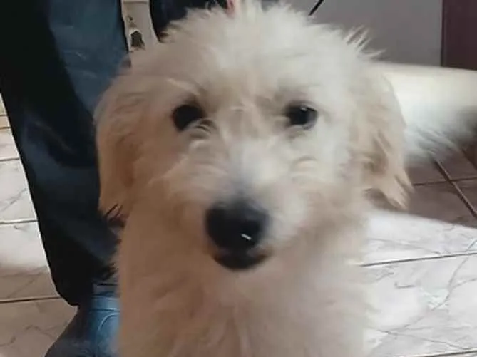 Cachorro raça SRD idade 7 a 11 meses nome Elvis - Filhote