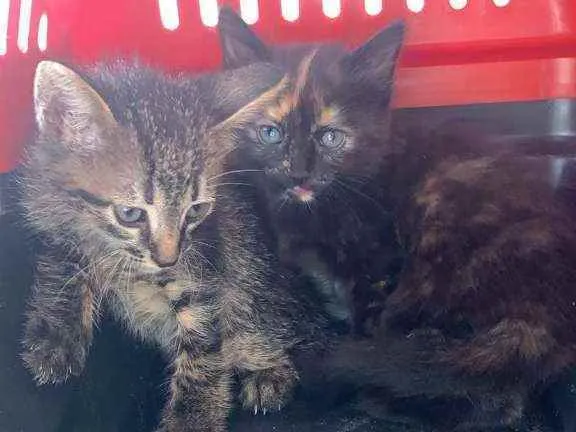 Gato ra a Srd  idade 2 a 6 meses nome Pepê e Pongo 