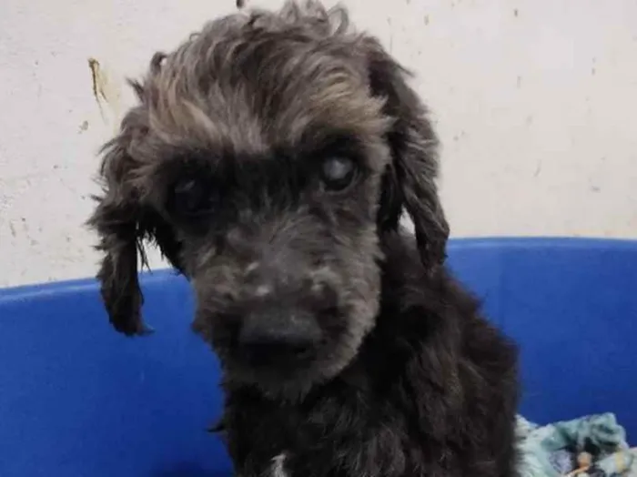 Cachorro raça SRD idade 6 ou mais anos nome Jade - Especial