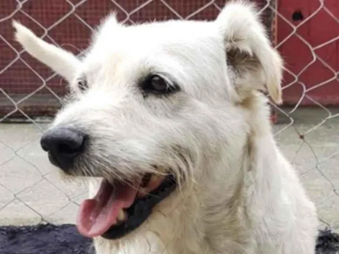 Cachorro ra a SRD idade 6 ou mais anos nome Bernado ( Especial )