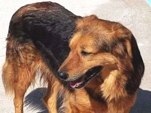 Cachorro raça SRD idade 4 anos nome Ned