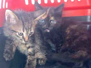 Gato raça Srd  idade 2 a 6 meses nome Pepê e Pongo 