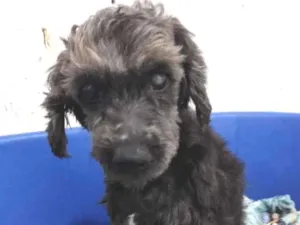Cachorro raça SRD idade 6 ou mais anos nome Jade - Especial