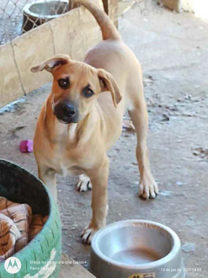 Cachorro ra a SRD idade 2 anos nome Melissa Linda