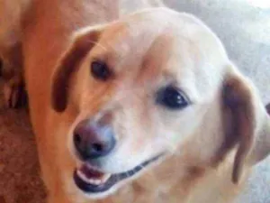 Cachorro raça SRD idade 4 anos nome Fly Amiga