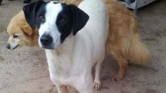 Cachorro raça SRD idade 2 anos nome Cori