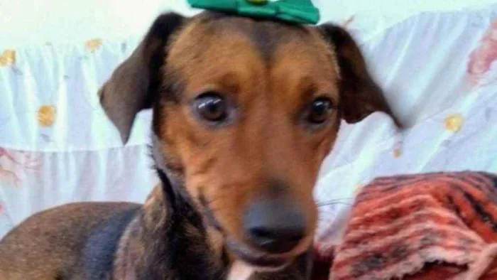 Cachorro raça SRD idade 3 anos nome Mel - Especial