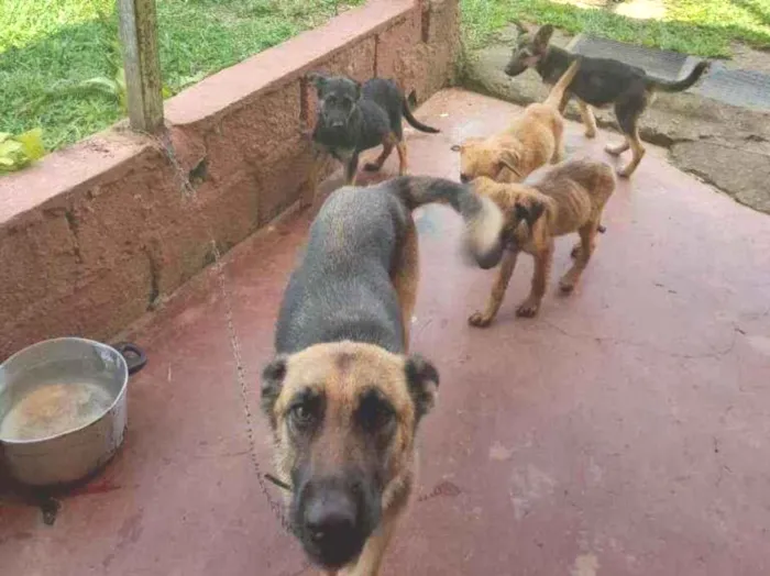 Cachorro raça Sem raça definida idade 2 a 6 meses nome Sem nome
