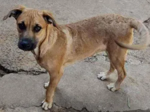 Cachorro raça SRD idade 2 anos nome Melissa Linda