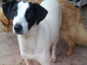 Cachorro raça SRD idade 2 anos nome Cori