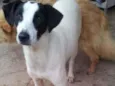 Cachorro raça SRD idade 2 anos nome Cori