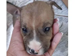 Cachorro raça Mestiço  idade 2 a 6 meses nome Thor 