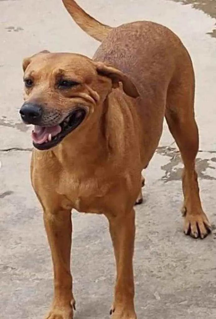 Cachorro ra a SRD idade 3 anos nome Estrela Brilha