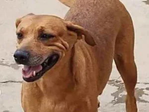 Cachorro raça SRD idade 3 anos nome Estrela Brilha