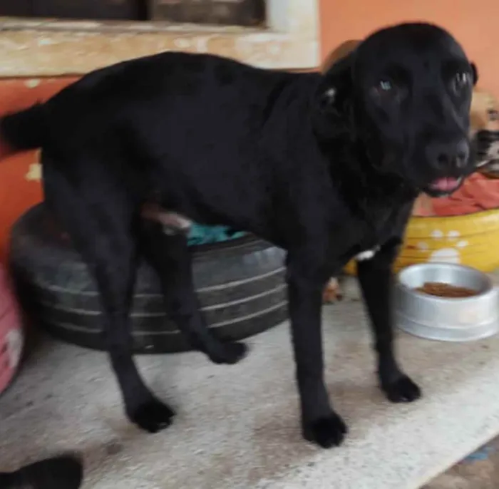 Cachorro ra a SRD idade 1 ano nome Edgar Elétrico 