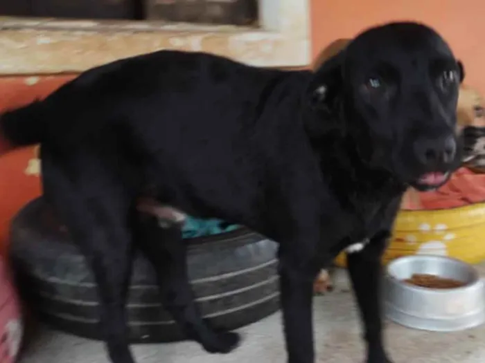 Cachorro ra a SRD idade 1 ano nome Edgar Elétrico 