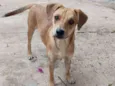 Cachorro raça SRD idade 7 a 11 meses nome Nemo