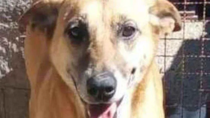 Cachorro ra a SRD-ViraLata idade 6 ou mais anos nome Lucy Carinho