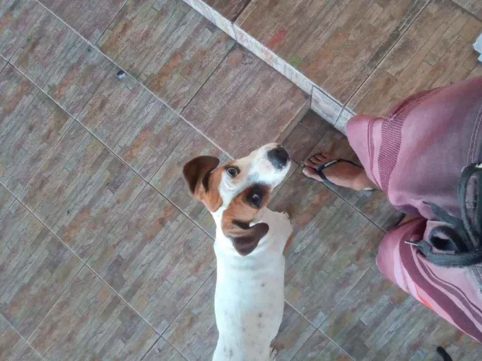 Cachorro ra a SRD idade 7 a 11 meses nome Lilica