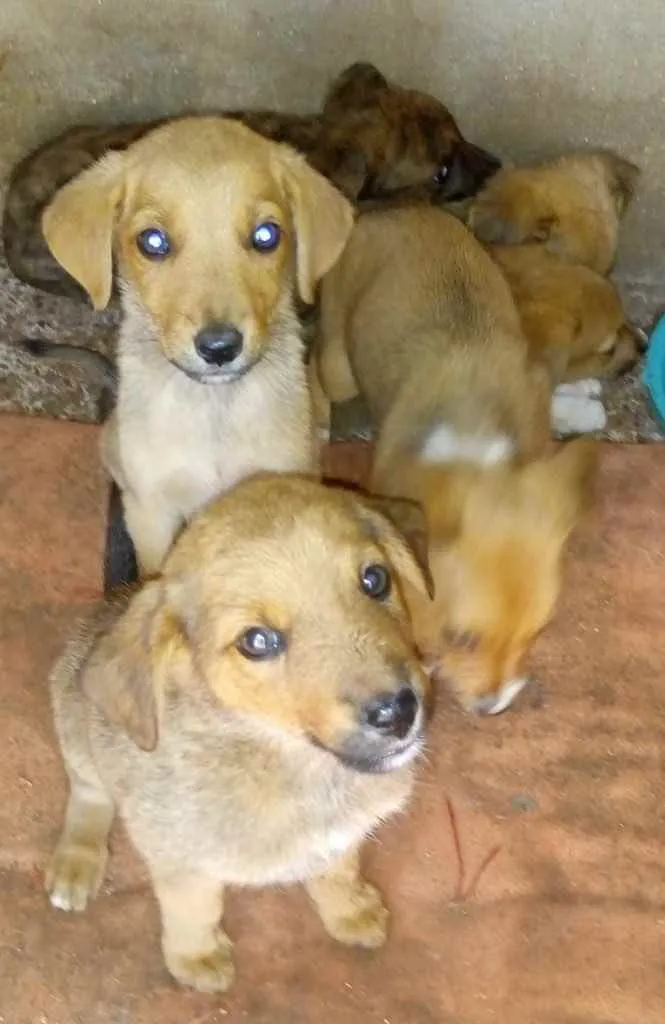 Cachorro ra a Vira lata idade 2 a 6 meses nome Sem nome