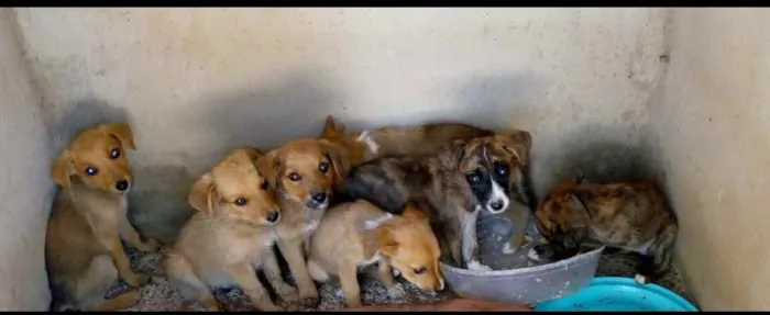 Cachorro ra a Vira lata idade 2 a 6 meses nome Sem nome