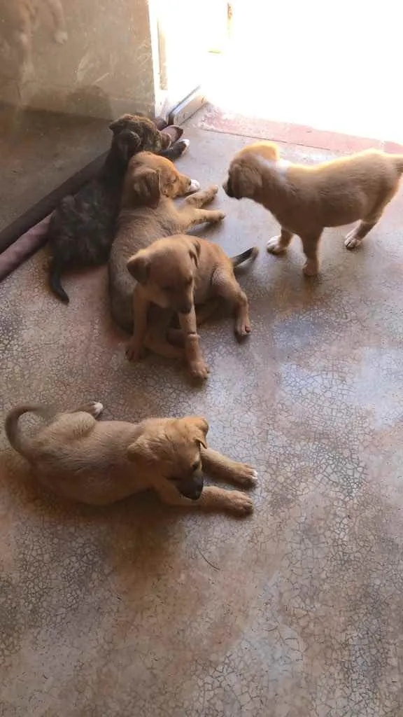 Cachorro ra a Vira lata idade 2 a 6 meses nome Sem nome