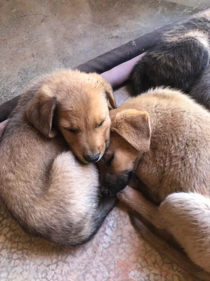 Cachorro ra a Vira lata idade 2 a 6 meses nome Sem nome