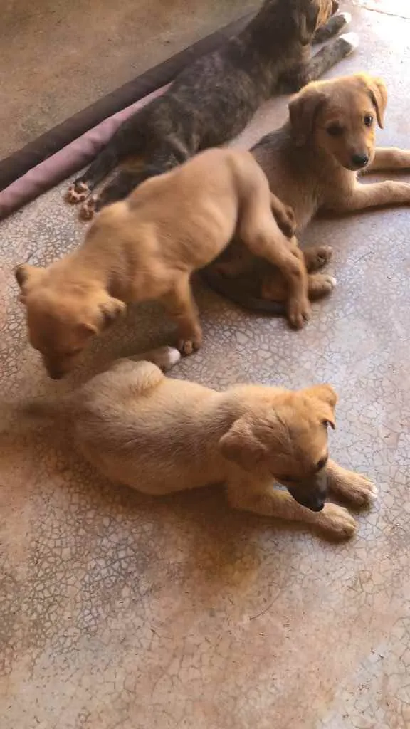 Cachorro ra a Vira lata idade 2 a 6 meses nome Sem nome