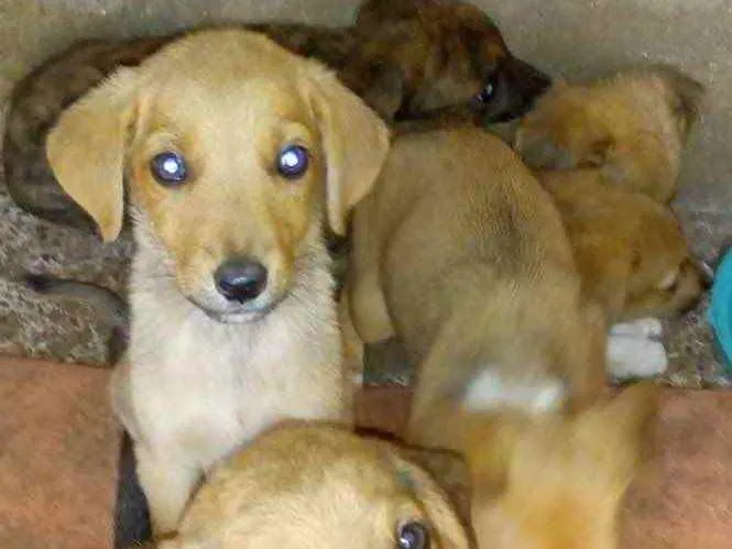 Cachorro ra a Vira lata idade 2 a 6 meses nome Sem nome