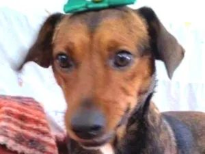 Cachorro raça SRD idade 3 anos nome Mel - Especial