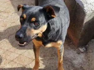 Cachorro raça SRD idade 4 anos nome Rossi Lindeza