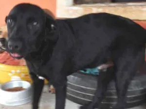 Cachorro raça SRD idade 1 ano nome Edgar Elétrico 