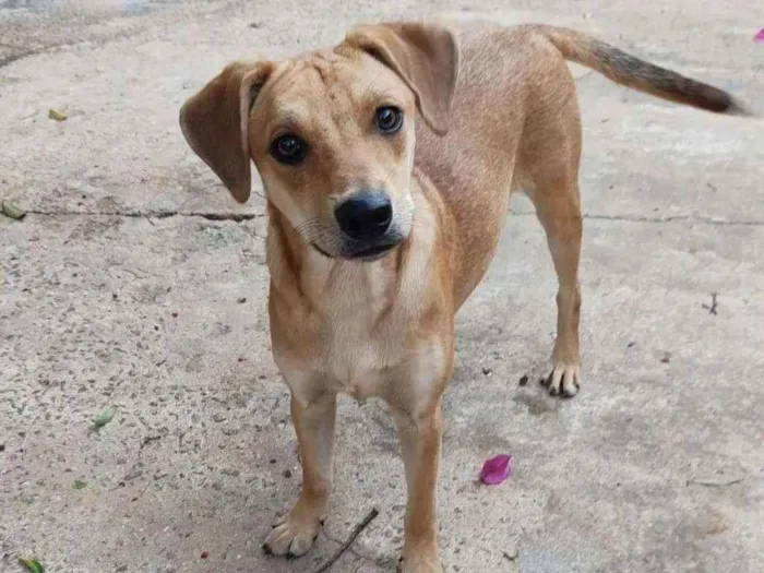 Cachorro raça SRD idade 7 a 11 meses nome Nemo