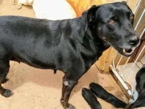 Cachorro raça SRD idade 6 ou mais anos nome Luna