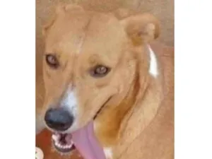 Cachorro raça SRD idade 4 anos nome Magrela Vitória