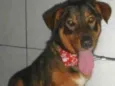 Cachorro raça SRD idade 6 ou mais anos nome Scobby - Pata Curta