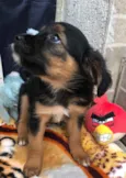 Cachorro raça SRD idade Abaixo de 2 meses nome Sem Nome