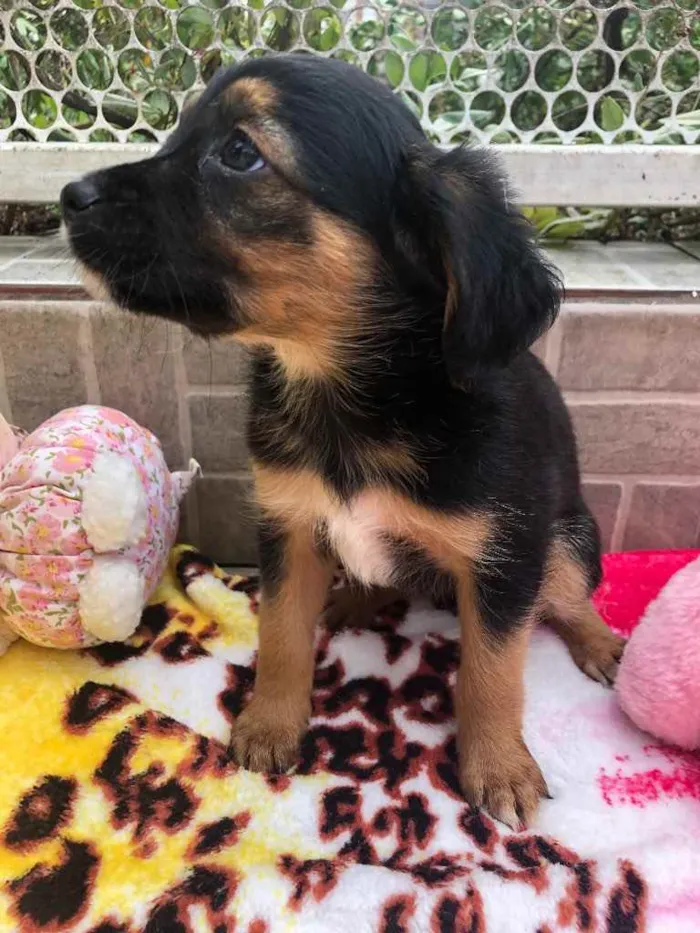 Cachorro raça SRD idade Abaixo de 2 meses nome Sem Nome