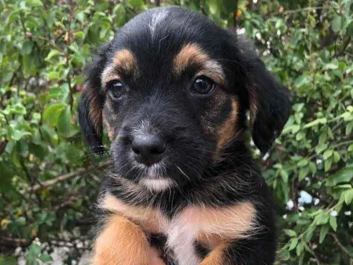 Cachorro raça SRD idade Abaixo de 2 meses nome Sem Nome